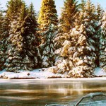 Golden Spruce Winter 1995